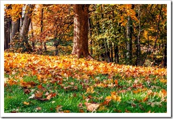 Chester VA Back Pain